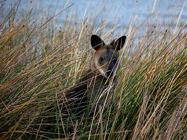 Who Are You by Birgit Moldenhauer