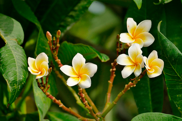 Yellow Frangipani by Birgit Moldenhauer