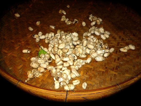 Silkworm Cocoons by Birgit Moldenhauer