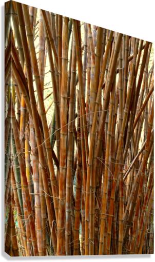 Old Bamboo Canvas Print