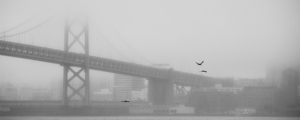 bay bridge dense fog  panoramic 2779 Pelicans 13k