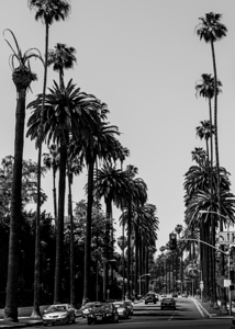 beverly drive at sunset blvd crescent  vertical 2