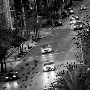 birds fly over la branch street  square 919 Birds