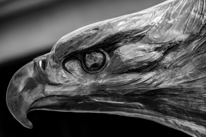 bronze bald eagle  horizontal 3493 Eagle 13k