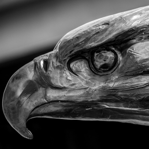 bronze bald eagle  square 3493 Eagle 13k