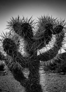 cholla cactus at dusk  vertical 1955 Cholla 13k.j