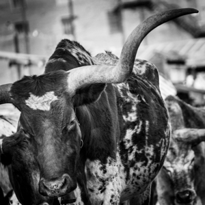 long horn of a texas longhorn  square 2129 Horn 1