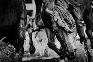 mustangs of las colinas  horizontal 2122 Stallion