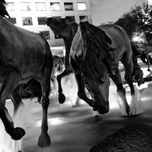mustangs of las colinas at night  square 785 Must