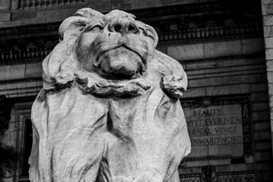 new york public library lion  horizontal 359 Beau