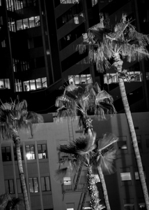 palm trees downtown phoenix  vertical 313 Palms 1