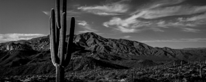 saguaro cactus mazatzal mountains  panoramic 1967
