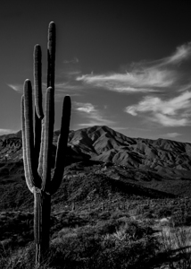 saguaro cactus mazatzal mountains  vertical 1967