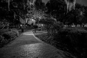 spanish moss plant museum  horizontal 1116 Spanis