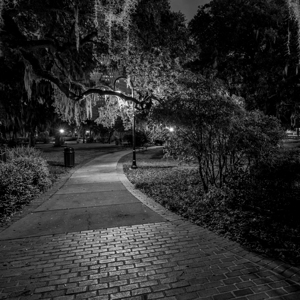spanish moss plant museum  square 1116 Spanish 13