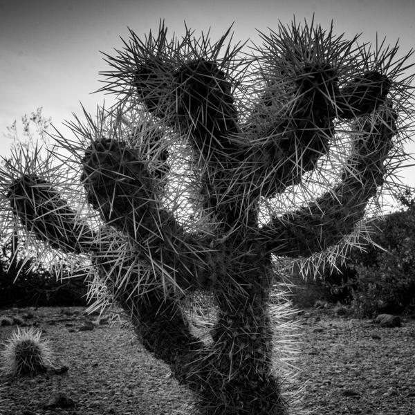 cholla cactus at dusk  square 1955 Cholla 13k Print