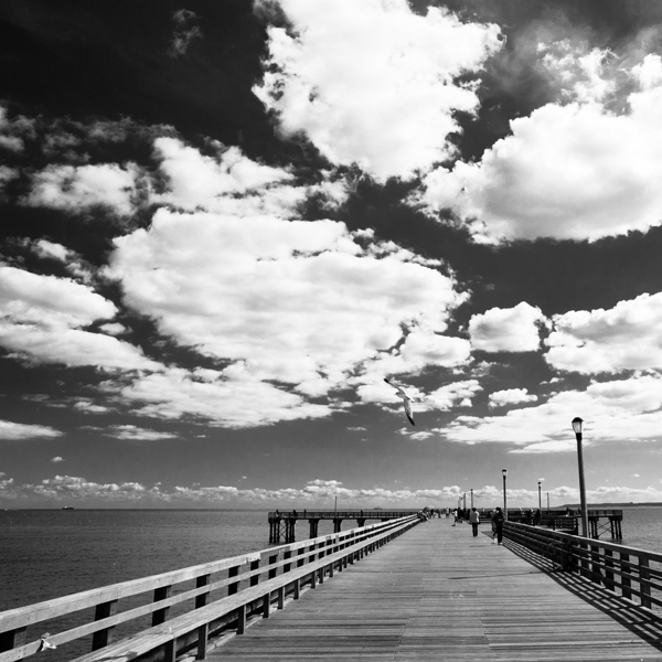 coney island pier  square 362 Gull 13k Print