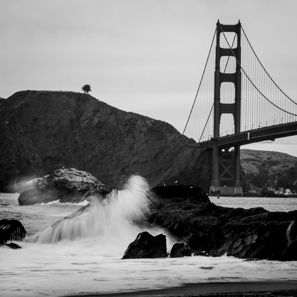 lone tree overlooks golden gate bridge  square 51 Print