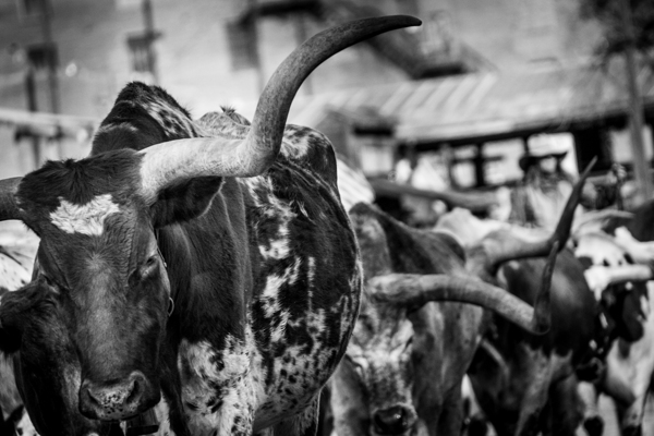 long horn of a texas longhorn  horizontal 2129 Ho Print