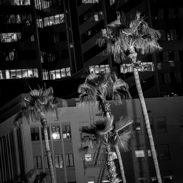 palm trees downtown phoenix  square 313 Palms 13k Print