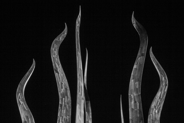 sticks of fire plant park  horizontal 3008 Fire 1 Print