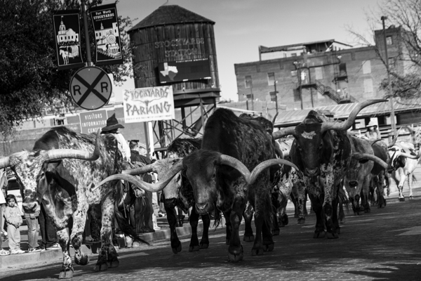 stockyard cattle drive  horizontal 803 Drive 13k. Print