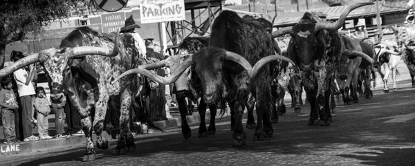 stockyard cattle drive  panoramic 803 Drive 13k.j Print