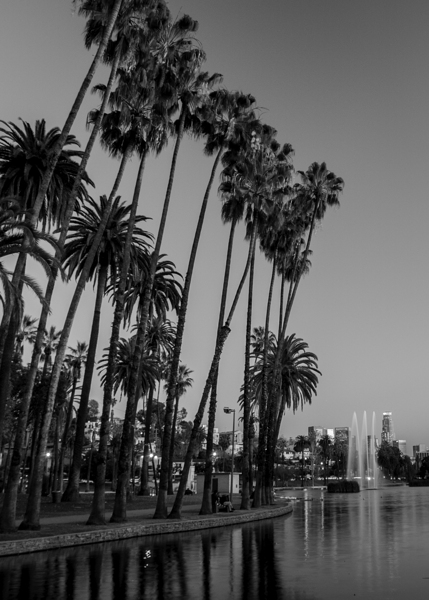 tall palm trees echo park  vertical 2182 Montrose Print