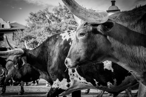 texas longhorn  horizontal 817 Steer 13k Print