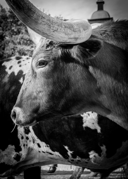 texas longhorn  vertical 817 Steer 13k Print