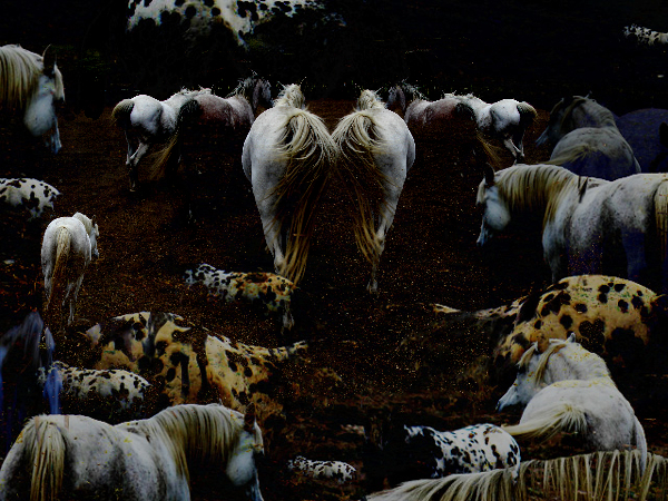YogaNidra Horse Photography by Guillaume Gypsyhorsephoto 1 by Guillaume