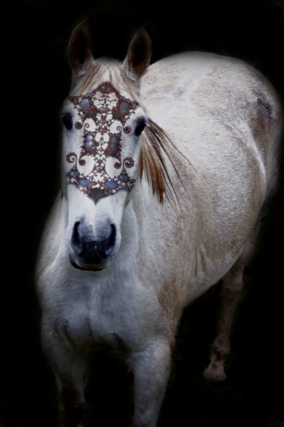 Ashwa ~Photography by Guillaume Gypsyhorsephoto 1 by Guillaume