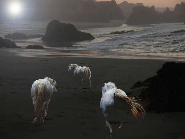  Akasha~ Horse Photography by Guillaume Gypsyhorsephoto  by Guillaume