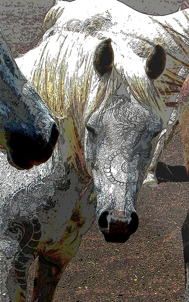  DrishtiNaga ~ Photography by Guillaume Gypsyhorsephoto 1 by Guillaume