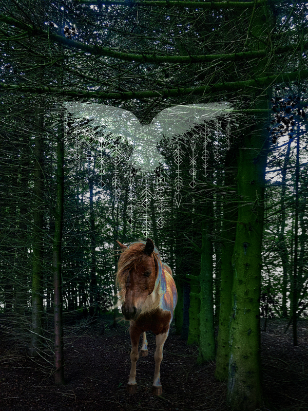 ISA  Icelandic Horse Photographed in Denmark by Guillaume