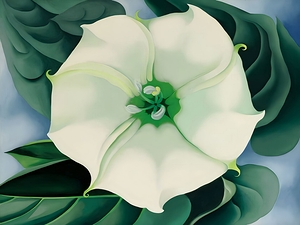 Georgia OKeeffe - Jimson Weed-White Flower No. 1. 1932