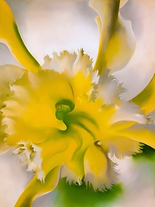 Georgia OKeeffe - An Orchid. 1941 