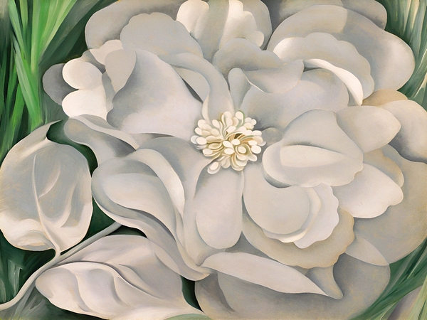 Georgia OKeeffe - The White Calico Flower  Print