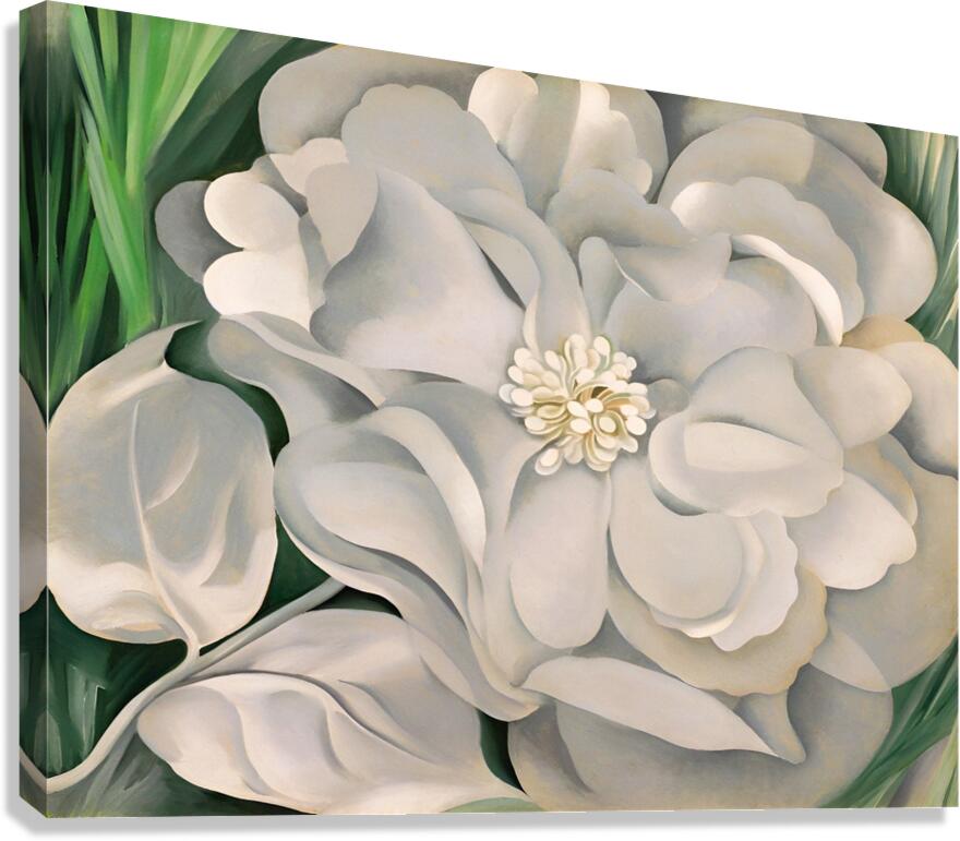 Georgia OKeeffe - The White Calico Flower  Canvas Print