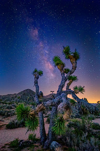 Joshua Tree Milky Way Early Light