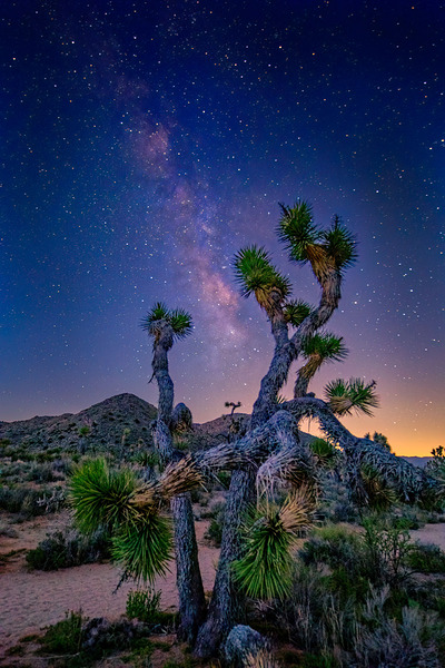 Joshua Tree Milky Way Early Light by Danny Ritchey Photography