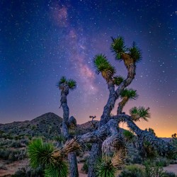 Joshua Tree Milky Way Early Light
