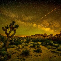 Joshua Tree Milky Way