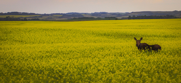 Moose in the canola by Trenten Pentelichuk