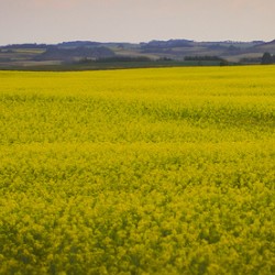 Moose in the canola