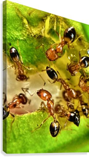 Hungry ants Canvas Print