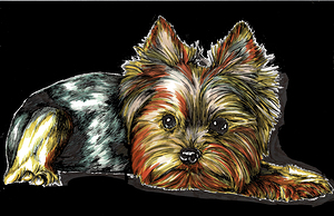 Yorkie 2