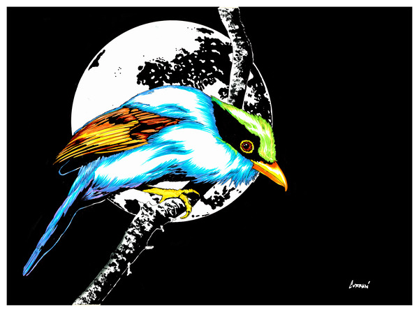 Bird 1 by Kris Curran