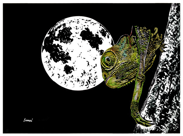 Chameleon  by Kris Curran