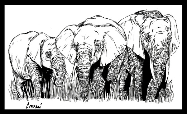 Elephant 2 by Kris Curran